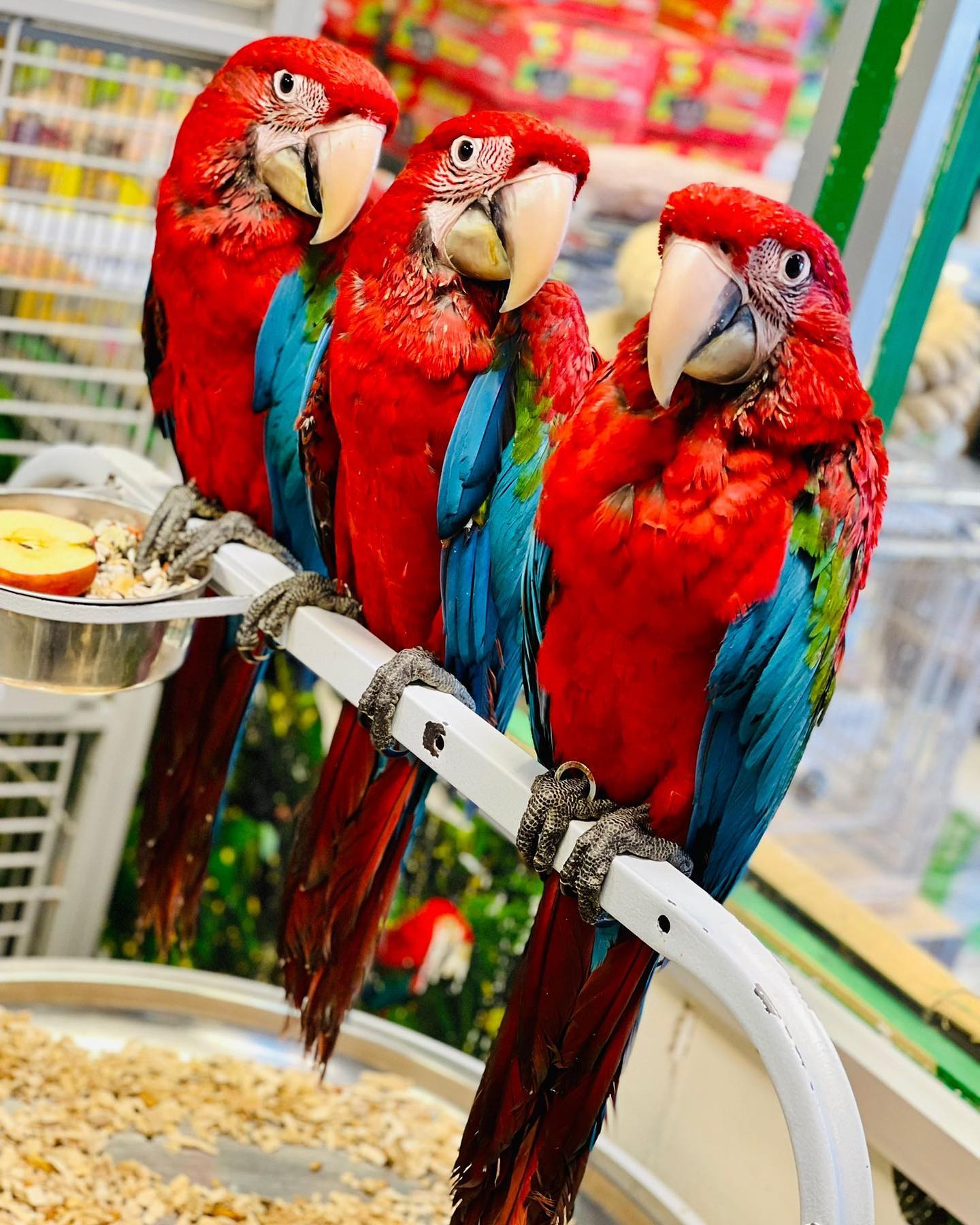 African Grey Parrot named Olie