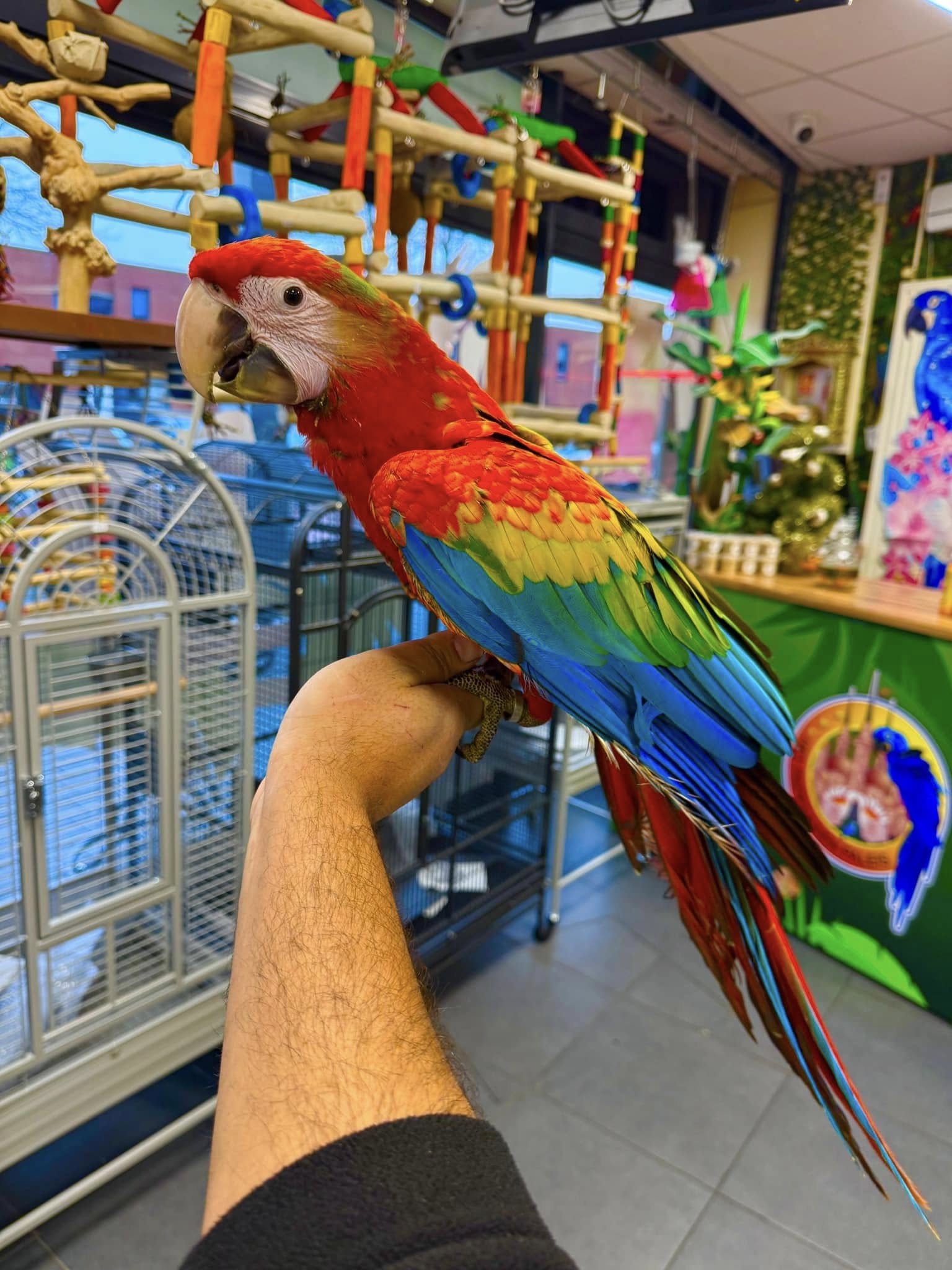 African Grey Parrot named Olie