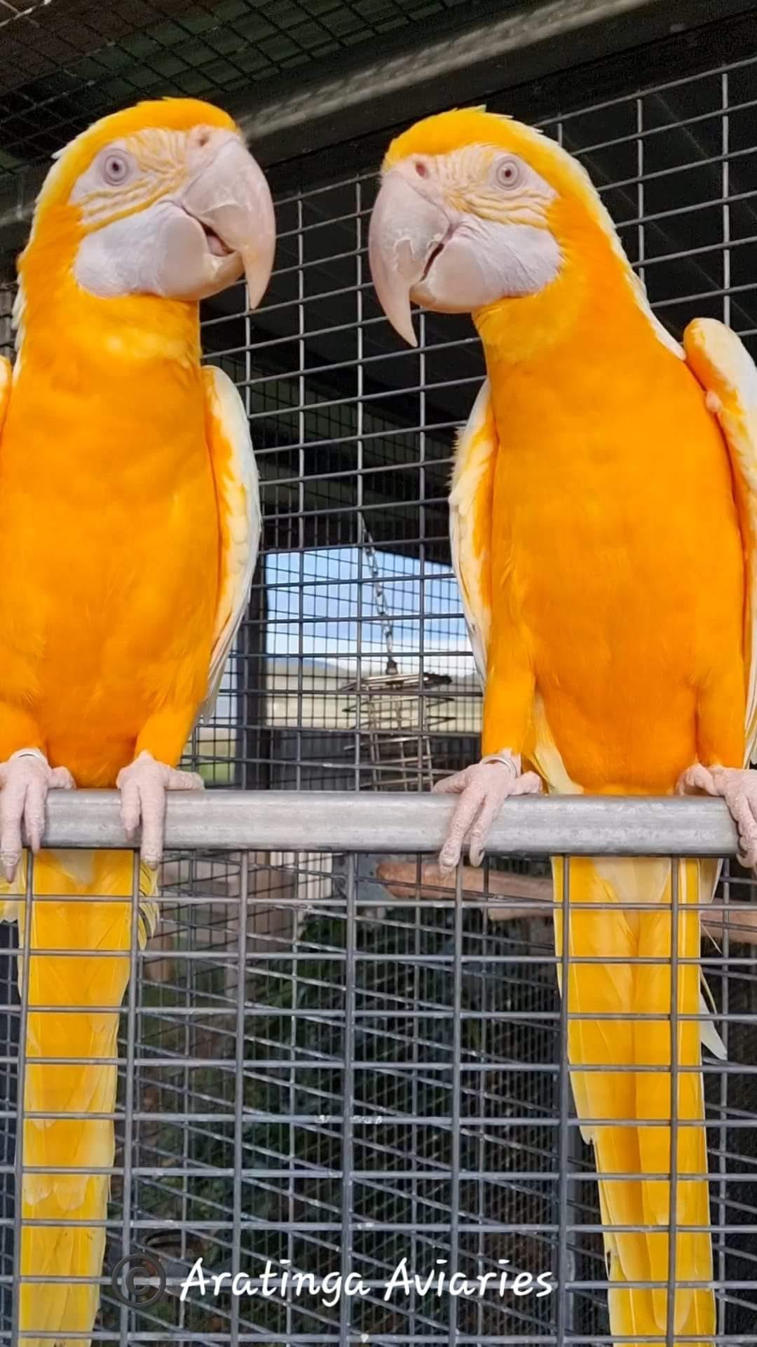 African Grey Parrot named Olie