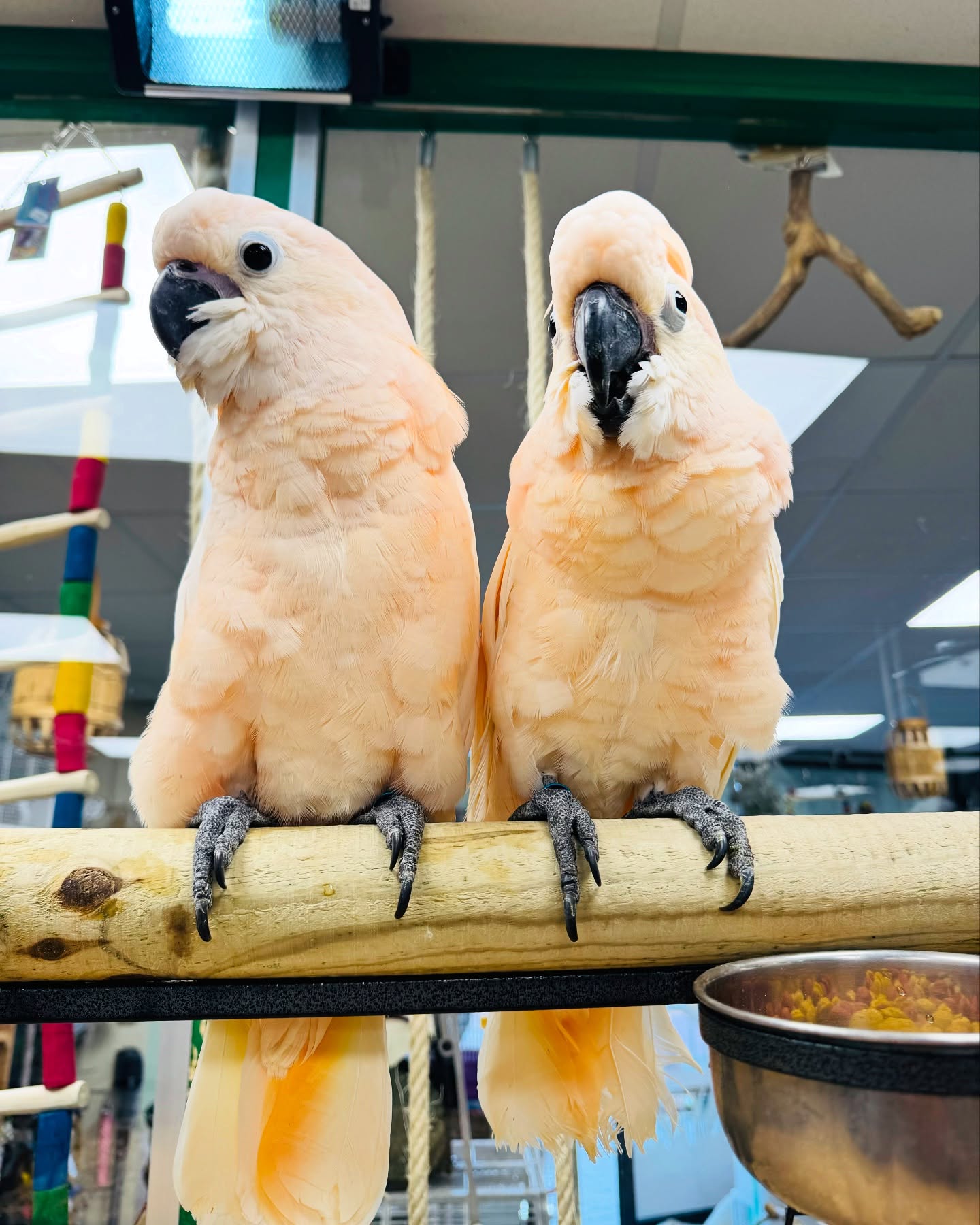 African Grey Parrot named Olie