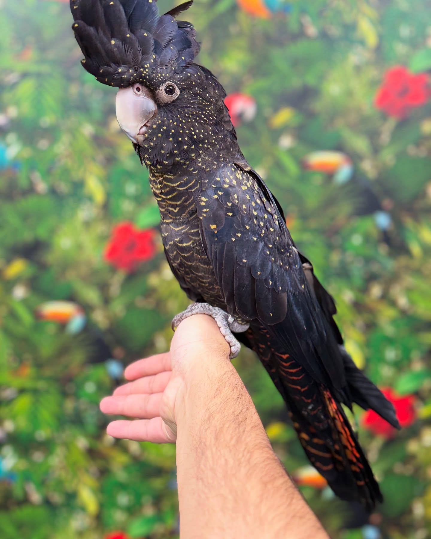 African Grey Parrot named Olie