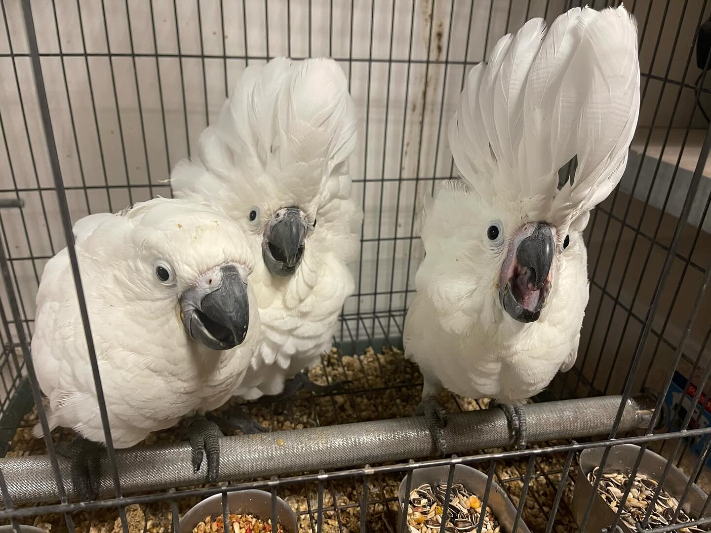 African Grey Parrot named Olie
