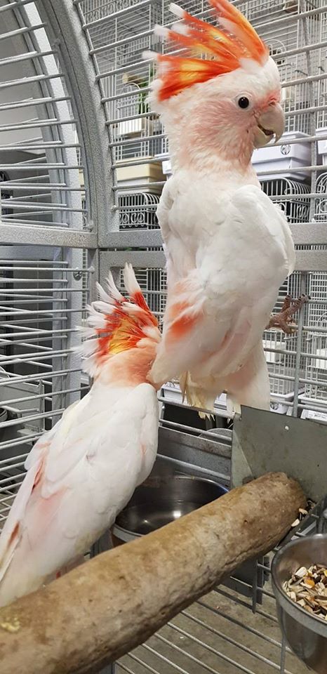 African Grey Parrot named Olie