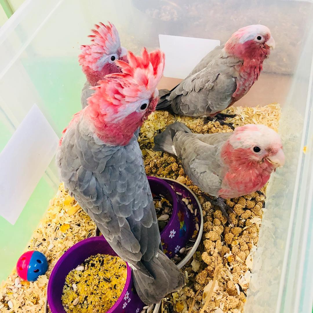 African Grey Parrot named Olie