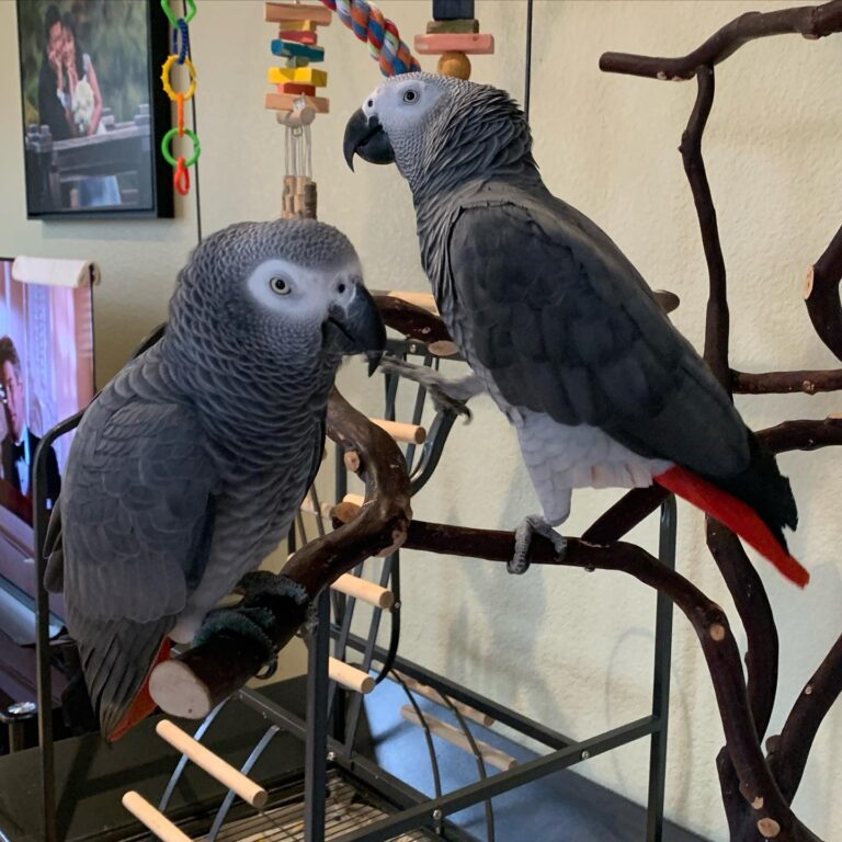 Deux Perroquets Gris Africains perchés dans une pièce bien éclairée